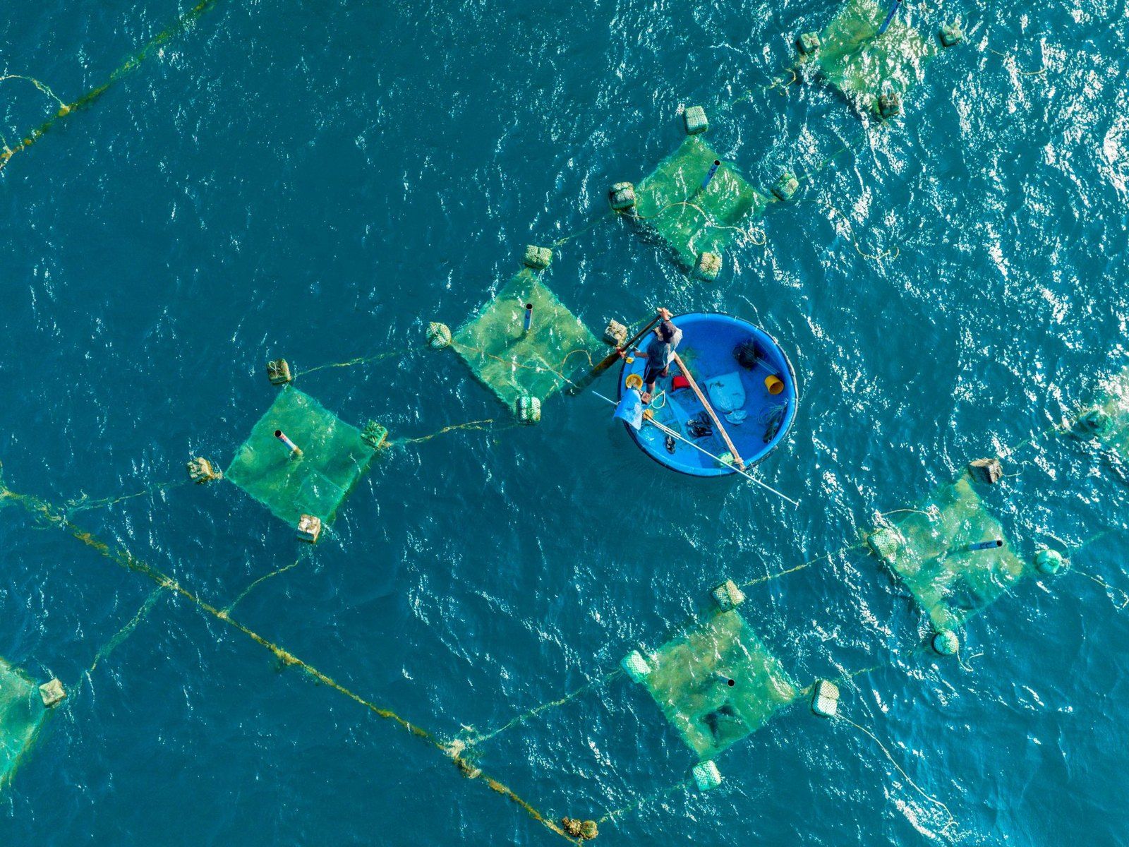 An aerial view of a seaweed farm in open water